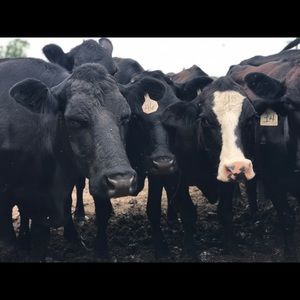 Meet your Posher, Jarred